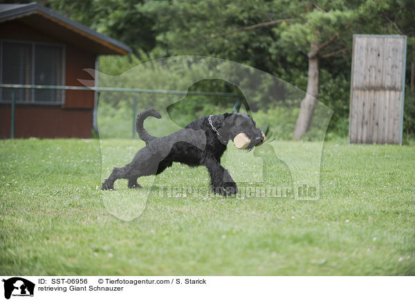 apportierender Riesenschnauzer / retrieving Giant Schnauzer / SST-06956