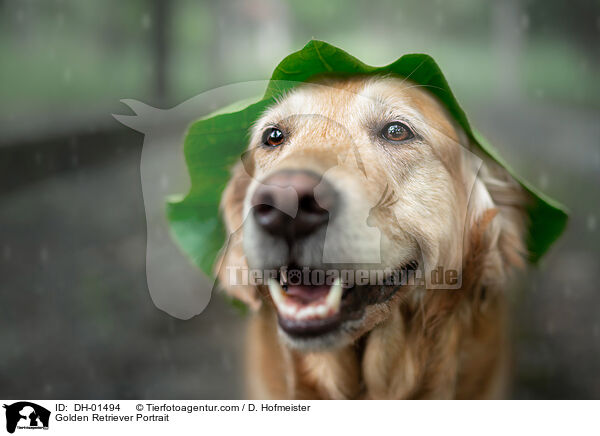 Golden Retriever Portrait / Golden Retriever Portrait / DH-01494