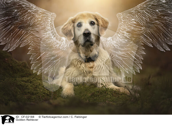 Golden Retriever / Golden Retriever / CF-02188