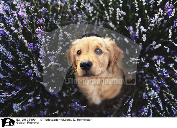 Golden Retriever / Golden Retriever / DH-03499