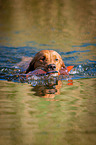 retrieving Golden Retriever