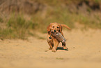 Golden Retriever Puppy