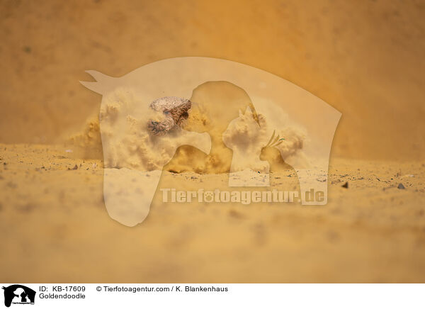 Goldendoodle / Goldendoodle / KB-17609