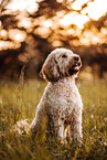 Goldendoodle