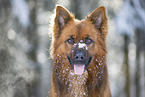 Harz Fox Portrait