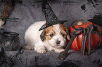 Havanese puppy