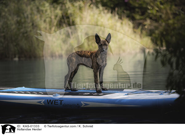 Hollndischer Schferhund / Hollandse Herder / KAS-01333