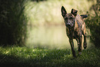 Hollandse Herder