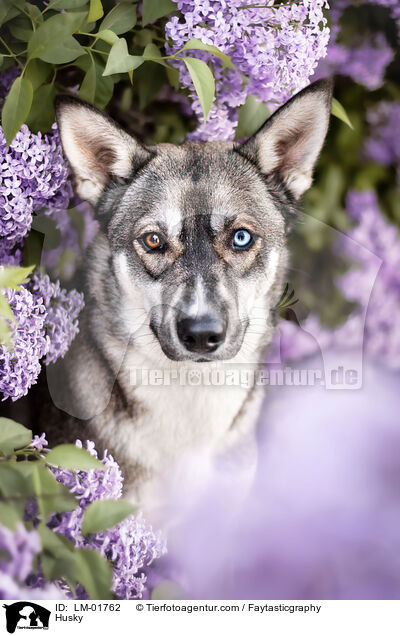 Husky / Husky / LM-01762