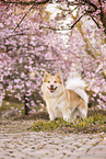 Icelandic Sheepdog