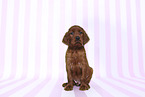 Irish Red Setter Puppy