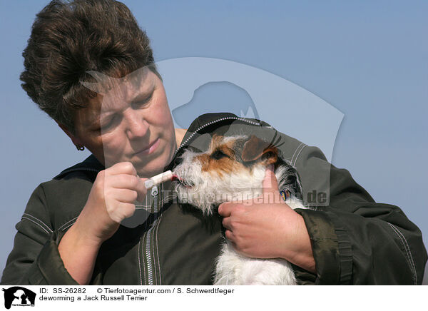 deworming a Jack Russell Terrier / SS-26282