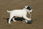 Jack Russell Terrier puppy plays with shoe