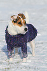 Jack Russell Terrier wears pullover