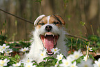 female Jack Russell Terrier in spring