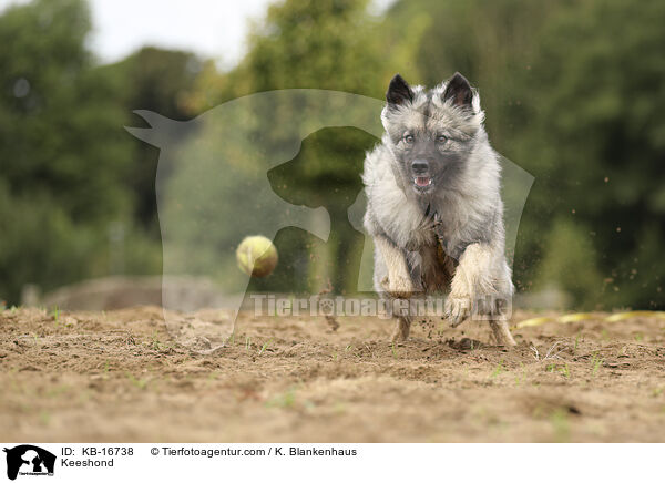 Wolfsspitz / Keeshond / KB-16738