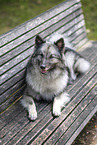 Keeshond