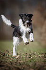 running Krom dog