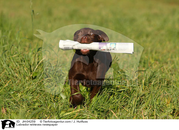 Labrador apportiert Zeitung / Labrador retrieves newspaper / JH-04259