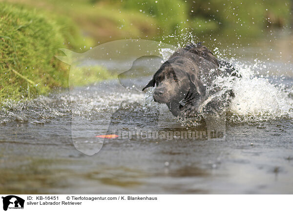 silberner Labrador Retriever / silver Labrador Retriever / KB-16451