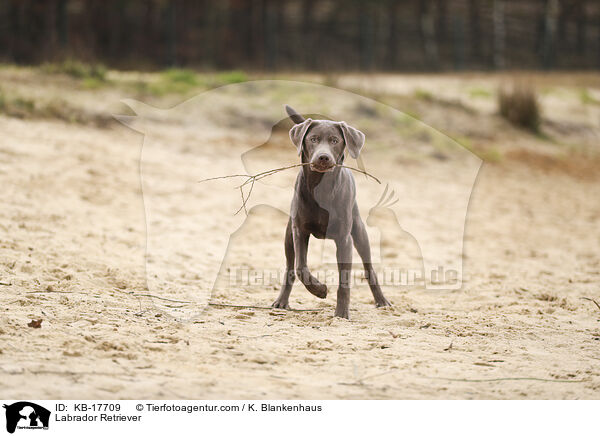 Labrador Retriever / Labrador Retriever / KB-17709