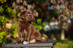Labrador Retriever Puppy