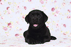 Labrador Retriever Puppy