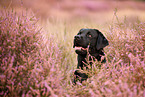 black Labrador Retriever