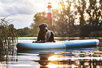 Labrador
