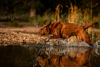 Labrador Retriever