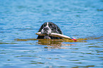 Landseer is trained as a water rescue dog