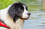 Landseer is trained as a water rescue dog