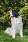 adult Landseer