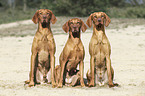 sitting Magyar Vizsla family
