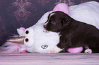 sitting Miniature Australian Shepherd Puppy