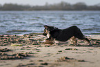 male Miniature Australian Shepherd