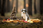 Miniature Australian Shepherd Puppy