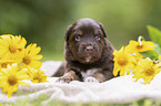 3 weeks old Miniature Australian Shepherd puppy