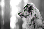 Miniature Australian Shepherd