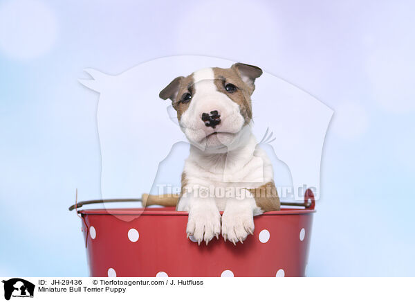 Miniature Bullterrier Welpe / Miniature Bull Terrier Puppy / JH-29436