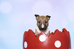 Miniature Bull Terrier Puppy