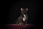 Miniature Bull Terrier