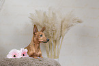 Miniature Pinscher