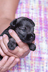 3 weeks old Miniature Schnauzer
