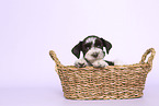 Miniature Schnauzer Puppy