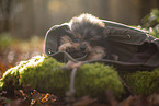 Pomeranian Puppy