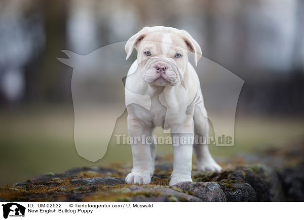 New English Bulldog Puppy / UM-02532