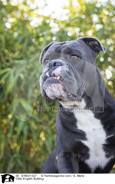 Olde English Bulldog / Olde English Bulldog / STM-01327