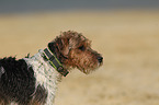 Parson Russell Terrier Portrait
