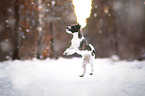 Parson Russell Terrier in the snow